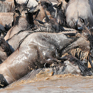 Panische Gnus auf einer Felsinsel im Mara-River
3027