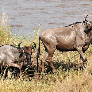 Gnus erreichen das rettende Ufer
Mara-River, Serengeti
0976