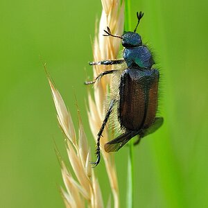Gartenlaubkäfer PhylloperthaHorticola