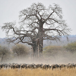 Gnus im Tarangire
8606