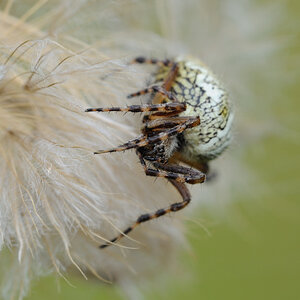 Eichblatt-Radnetzspinne