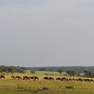 Die Gnus ziehen in langen Reihen.
Serengeti
1221