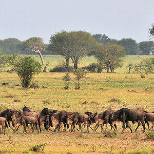 Wandernde Gnus in der Serengeti
1048