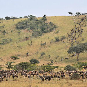 Die Gnus erreichen eine weite Ebene in der Nordsereneti
und verteilen sich
0415