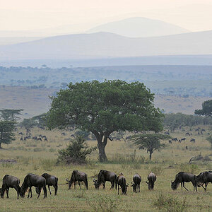 Die Gnus verteilen sich auf den nördlichen Plains 
in der Serengeti
0410