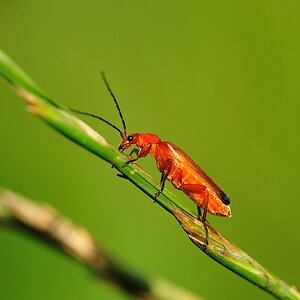 RotgelberWeichkaefer RhagonychaFulva