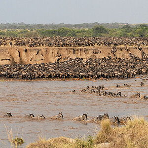 Tausende Gnus schwimmen durch den Mara Fluss
im Nordend er Serengeti (Übersichtsbild)
1189