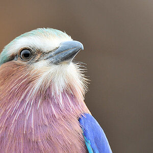 Gabelracke
Lilac Breasted Roller
1200