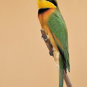 Zwergspint
Little Bee-Eater
1366