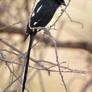 Elsterwürger
Magpied Shrike
1326
