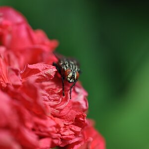 DSC 5076 mic40 k

Kamera-Modell: NIKON D90
Brennweite: 40.0mm (KB-Format entsprechend: 60mm)
Blende: f/5.6
Belichtungszeit: 0.0020s (1/500)
ISO: 200