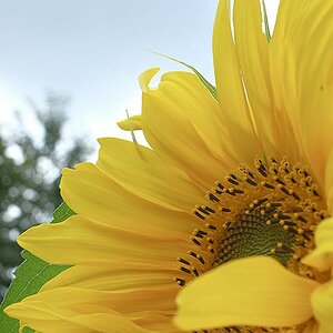 sonnenblume1