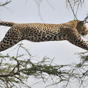 Leopard im Sprung
2716