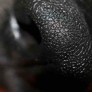 DSC 5153 mic40 k

Kamera-Modell: NIKON D90
Brennweite: 40.0mm (KB-Format entsprechend: 60mm)
Blende: f/5.6
Belichtungszeit: 0.017s (1/60)
ISO: 200