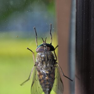DSC 5178 mic40 k

Kamera-Modell: NIKON D90
Brennweite: 40.0mm (KB-Format entsprechend: 60mm)
Blende: f/16.0
Belichtungszeit: 0.017s (1/60)
ISO: 400