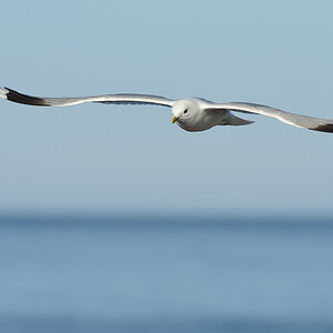 DSC6745 NF-F