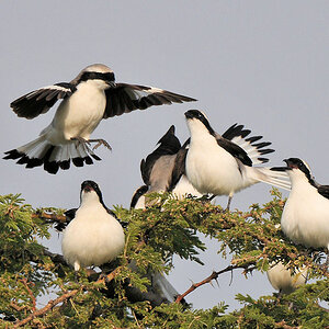 Die niedlichen Vögelchen haben den tollen Namen
Graumantelwürger (Grey-backed Fiscal)
Nähe Lobo-Hills, Serengeti
3370