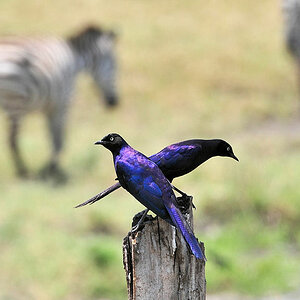 Zwei Schweifglanzstare (Rüppels Long-tailed starling)
bei Lobo, Serengeti
1399