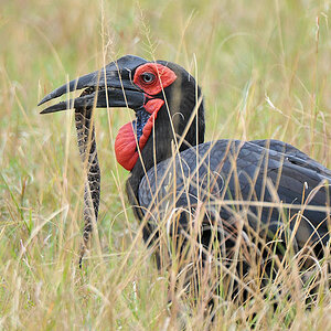 Kaffernhornrabe mit Schlange
Southern Ground Hornbill
nähe Lobo Hills
3416