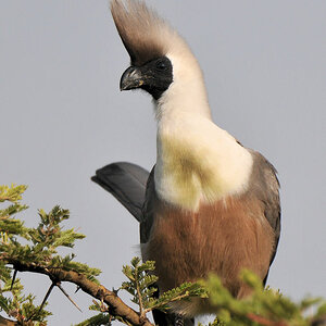 Naktkehllärmvogel (Bare-faced Go-away-bird)
Nähe Lobo Hills, Serengeti
3363