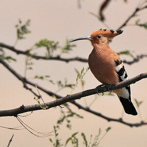 Afrikanischer Wiedehopf (African Hoopoe)
Nähe Lobo, Serengeti
3546