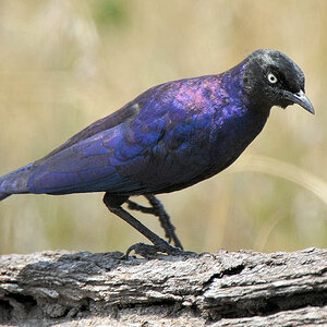 Schweifglanzstar (Rüppell's long-tailed starling)
Nähe Lobo, Serengeti
3555