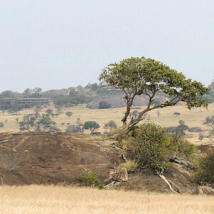 Lobo mit der Lobo Willife Lodge
1329