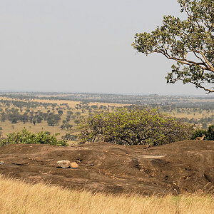 Blick von Lobo auf die Serengeti
Wer sieht die Klippspringer?
1373