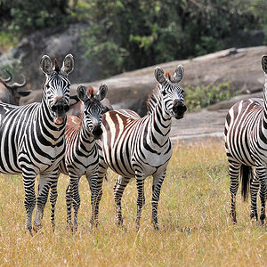 Vier Zebras, eins steckt die Zunge raus
Lobo, Serengti
1286