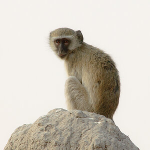 Affe 2