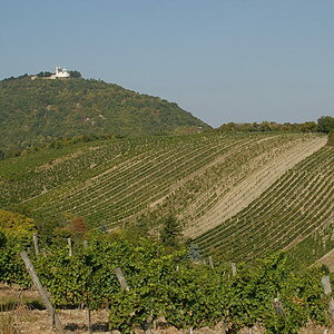 Weinwandertag 03