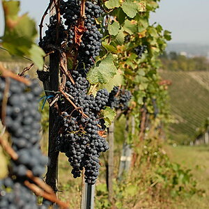 Weinwandertag 05