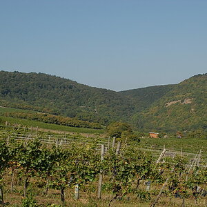 Weinwandertag 07