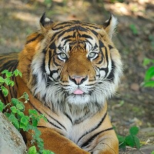 Sumatra Tiger
