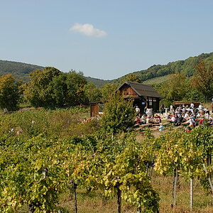 Weinwandertag 08