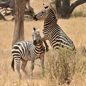 kämpfende Zebras im Tarangire
9054
