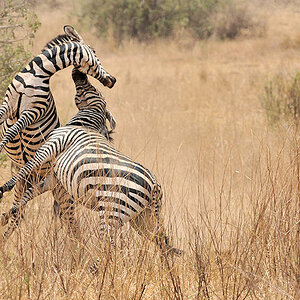 kämpfende Zebras im Tarangire
9065