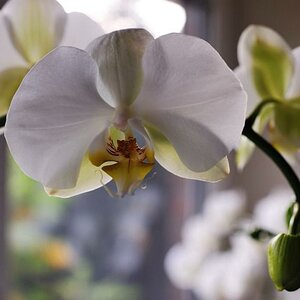 Orchide offenblende 1.4