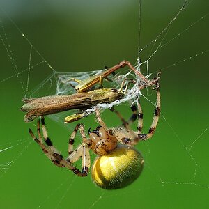 SpinneFaengtHeuschrecke