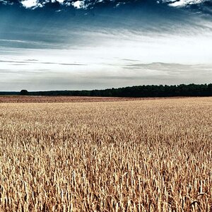 Vor der Ernte
100mm
