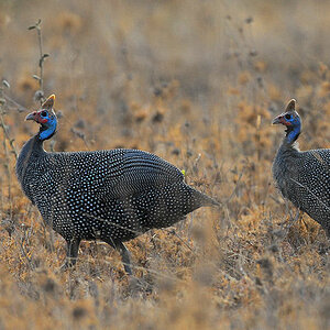 Helmperlhuhn Helmeted Guineafolw 
in Nordtansania
0055