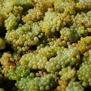 Weinwandertag 11