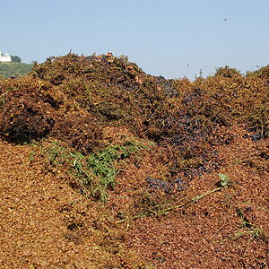 Weinwandertag 13