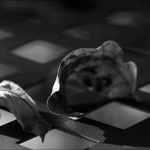 BlattDSC 0178