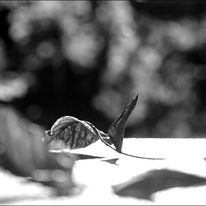 BlattDSC 0176