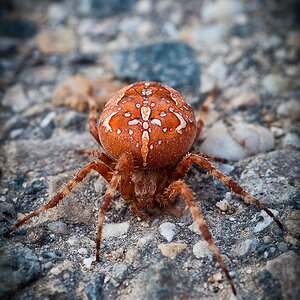 Spinne002