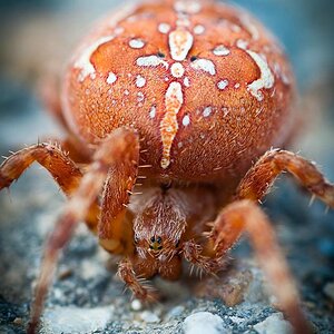 Spinne003