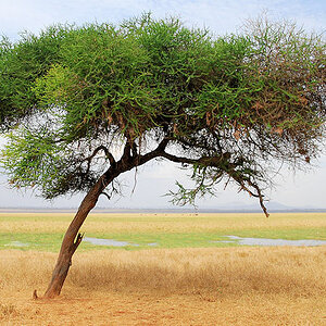 Ein Leopard hat sich im Baum versteckt
0509