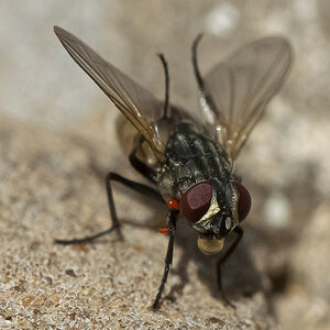 Fliege II