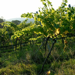 Weinwandertag 27
